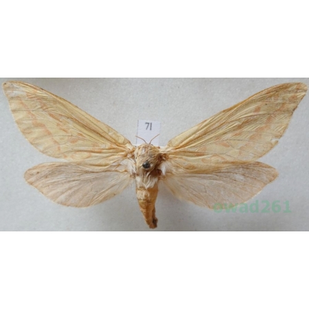 Hepialus humuli (Linnaeus, 1758) Krótkowąs chmielowiec Czech7l